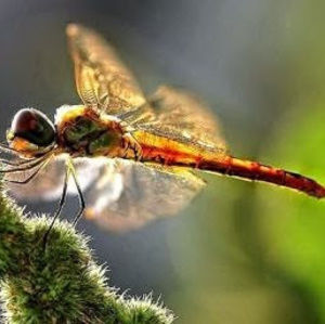 Meet your Posher, Roger